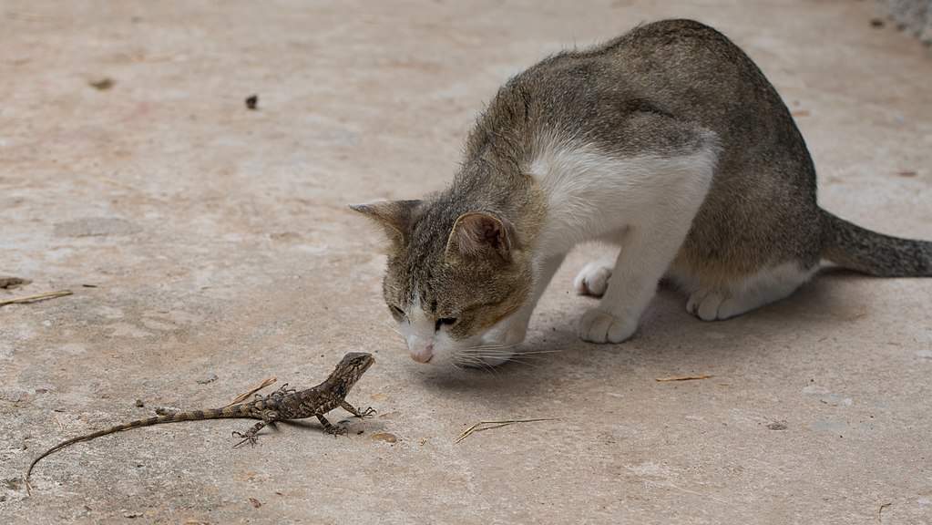 A curious cat, hopefully not in mortal danger.